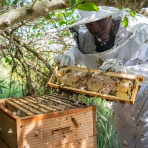 Honey Farm Ready Hive