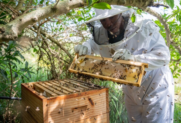 Read more about the article Support The BEEZMOVE Beekeeper Do-It-Yourself Business in Gugulethu, South Africa