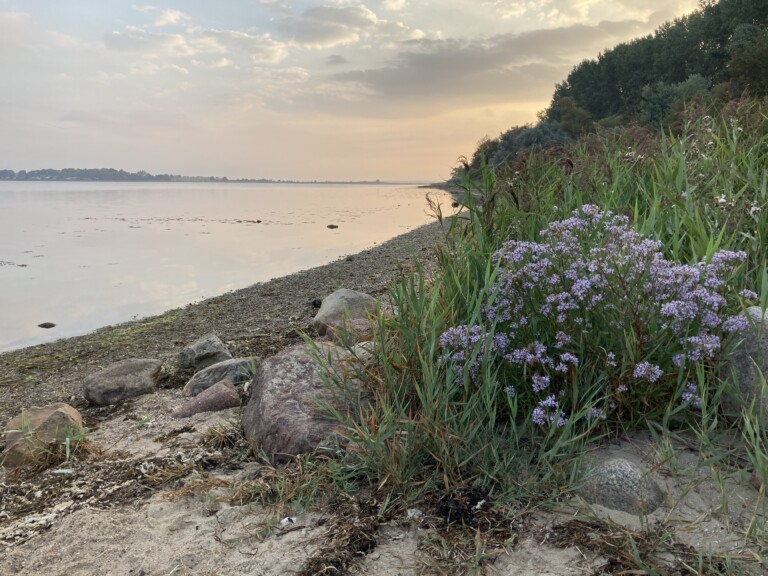 Read more about the article A Serene Morning Stroll Along the Baltic Sea