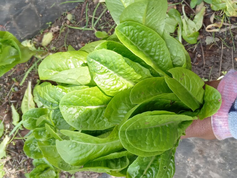 Read more about the article A Bouquet of Butterhead Lettuce: Cultivating Organic Delights