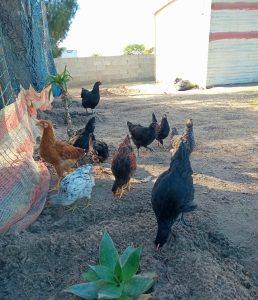 Chickens at almost 4 months